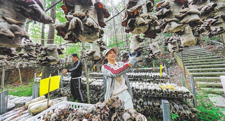 展产业调研】林下生金冰球突破【高质量发(图2)